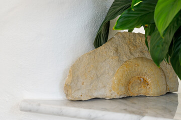 fossilization from jura lime, germany.