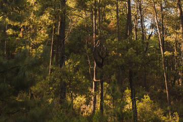 Forest full of trees and pines in the mountains of Michoacan, the sunset gives a golden hue to the leaves of the trees.