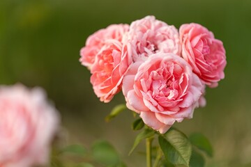 Rosenblüte im Garten