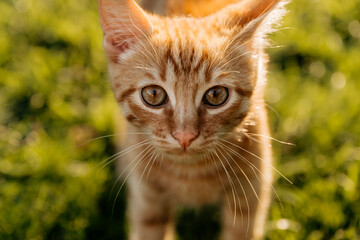 little kitten in the garden