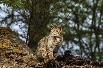 European wild cat (Felis silvestris) looking sweet in the forest