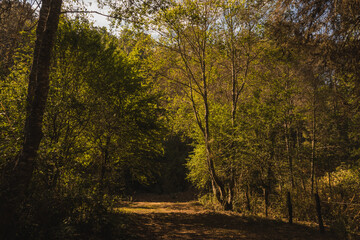 Forest full of trees and pines in the mountains of Michoacan, the sunset gives a golden hue to the leaves of the trees.