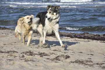 Naklejka premium spielende Hunde