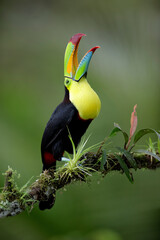 Keel-billed Toucan perching on branch