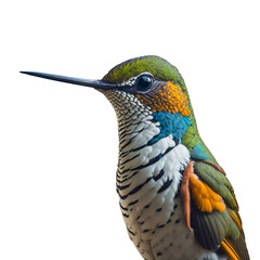 Adult male Ruby-throated Hummingbird - Archilochus colubris - isolated cutout on white background.