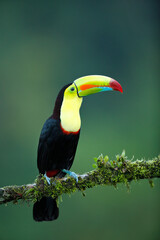 Keel-billed Toucan perching on branch