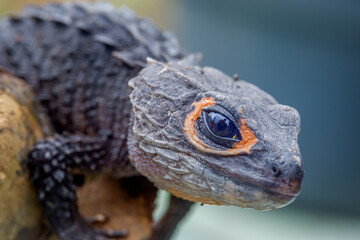 red eye crocodile skink on a tree trunk