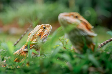 central bearded dragon on the grass
