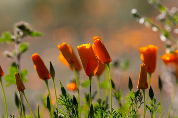 California poppies, Eschscholzia californica ssp mexicana, Mexican gold poppies, in the Sonoran Desert. Super bloom 2023, beautiful wildflowers in the desert. Pima County, Tucson, Arizona, USA.