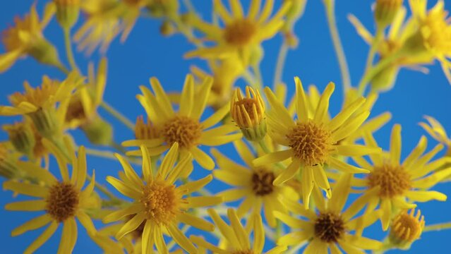 Beautiful, blooming yellow doronicum flowers move their petals on a blue background. Wildflowers. Studio photography