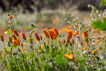 California poppies, Eschscholzia californica ssp mexicana, Mexican gold poppies, in the Sonoran Desert. Super bloom 2023, beautiful wildflowers in the desert. Pima County, Tucson, Arizona, USA.