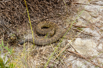 Nature's warning sign 🐍 This striking photo captures a venomous Western Diamondback Rattlesnake coiled up in the middle of a dusty hiking trail. Its distinctive rattling tail and striking patterns se