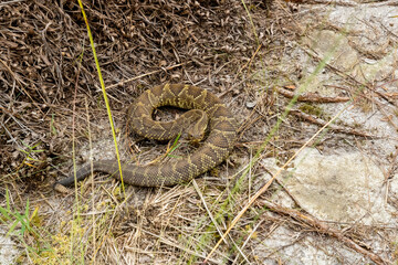 Nature's warning sign This striking photo captures a venomous Western Diamondback Rattlesnake coiled up in the middle of a dusty hiking trail. Its distinctive rattling tail and striking patterns se