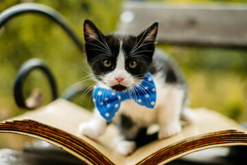 A black and white kitten sits on the pages of an open book. Curious pet. the concept of education and motivation for knowledge.