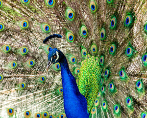 Obraz premium Peacock Portrait