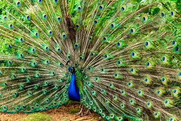 Fotobehang Peacock Displaying © ROBERT