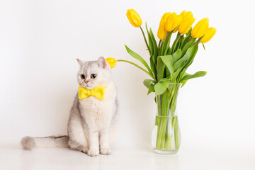 white British cat in a yellow bow tie, sitting next to a glass vase with a bouquet of yellow tulips