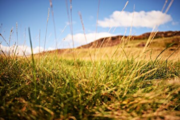 Obraz premium Grassland