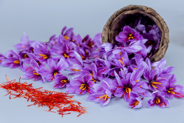 Purple crocus flowers with red saffron stamens and red stamens spilled from a wicker basket on a...