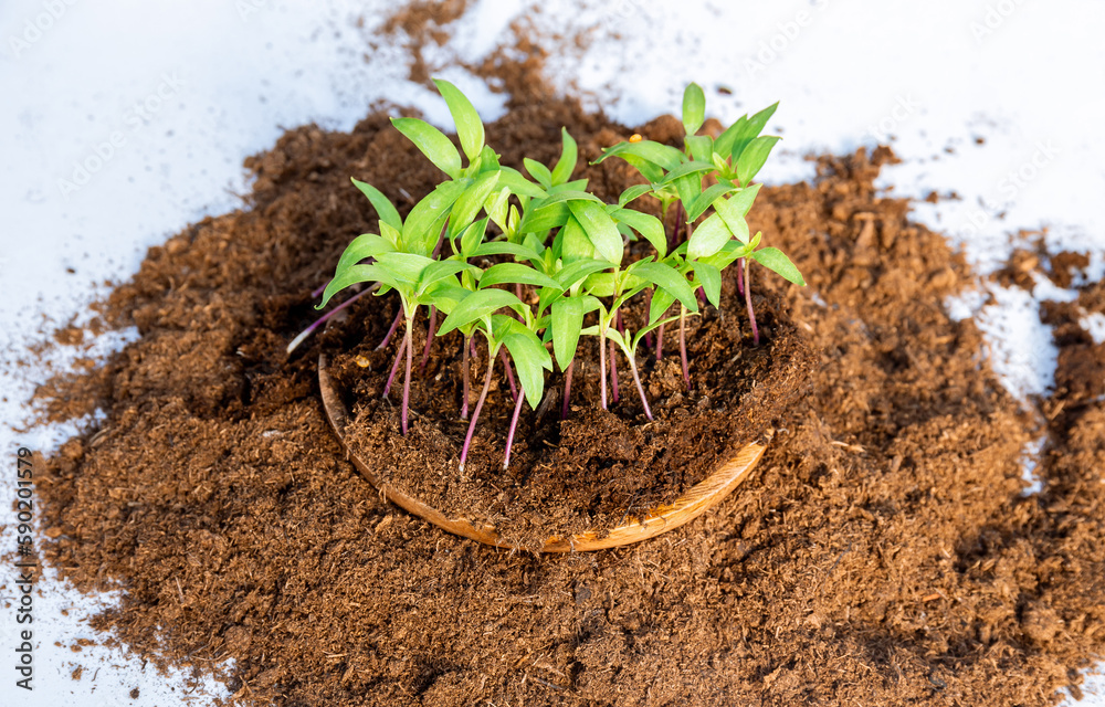 Wall mural transplanting seedlings. transplanting young pepper seedlings into plastic pots. gardening.