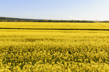 Obraz premium Blooming rapeseed fields, plantations with oil crops. Yellow field background. Agricultural business, oil and biofuel production.