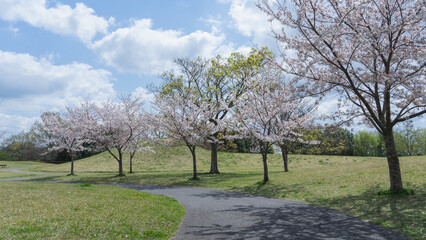 日本の春の公園に咲く桜の花