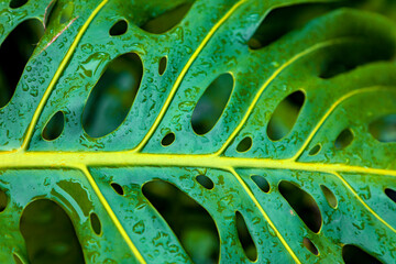 Fototapeta na wymiar Rain On Pandanus Leaf
