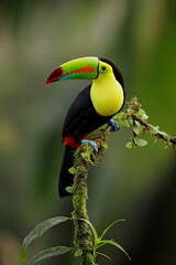 Yellow-throated Toucan perching on branch