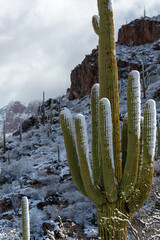 Snow in the Sonoran Desert, a rare sight, after a snowstorm on March 2nd 2023 left snowfall on the saguaro cacti and the rest of the southwestern landscape. Pima Canyon, north of Tucson, Arizona, USA.
