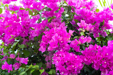 Obraz premium Beautiful bougainvillea flowers with green leaves