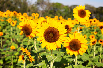 Sunflower field, Beautiful summer landscape.