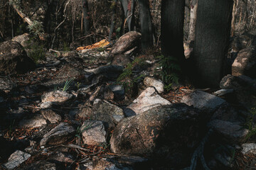 Burnt trees and bush from Australia fires