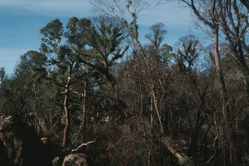 Trees in Australian forest