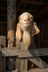 Hornless red goat with long ears. Wooden fence on a goat farm. Portrait of livestock. Smiling goat