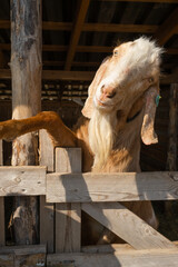 closeup hornless goat portrait outdoors. farm animal in wooden barn