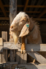 Hornless red goat with long ears. Wooden fence on a goat farm. Portrait of livestock. Smiling goat