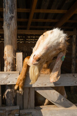 closeup hornless goat portrait outdoors. farm animal in wooden barn