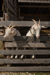 two white goats in the middle plan near a wooden fence. farm tourism