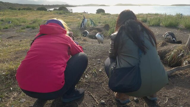 Two women taking photos of group of penguins. Tourists looking at a colony of penguins. Magellanic penguins nest.