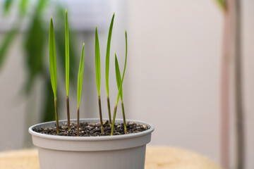 Young sprouts of Washingtonia robusta palm tree seedlings in a pot. Selective focus
