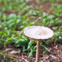 A mushroom that exists in the wild, taken with a high angle