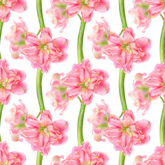 Watercolor illustration of seamless pattern with amaryllis flowers.