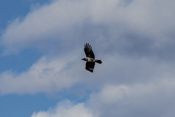 A crow flying
