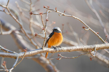  a small black and orange bird sits on a branch, in the style of canon ts-e 17mm f/4l tilt-shift,...