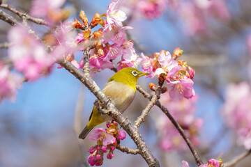 a bird sitting on a branch next to pink blossoms, in the style of yellow, precisionist style, national geographic photo, light gray and amber, western zhou dynasty, colorful, eye-catching compositions