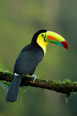 Fototapeta premium Yellow-throated Toucan perching on branch