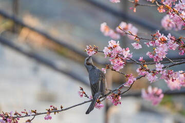  small bird perched on the branch in bloom, dark silver and pink, dark gray and pink, happenings,...