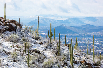 Beautiful snow covered saguaro cacti in Pima Canyon during a rare snow storm in the Sonoran Desert....