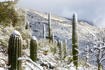 Snow in the Sonoran Desert, a rare sight, after a snowstorm on March 2nd 2023 left snowfall on the saguaro cacti and the rest of the southwestern landscape. Pima Canyon, north of Tucson, Arizona, USA.
