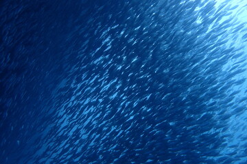 セブダイビング